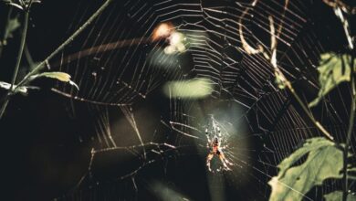 081142xhc0tp03wxpkyjhp.jpg