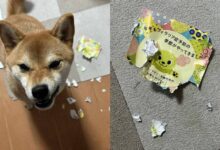 092707t8oyy99coblbxowo.jpg
