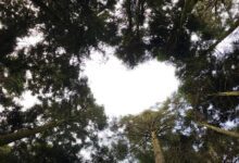 101257tdqwmw16xmqw0emw.jpg