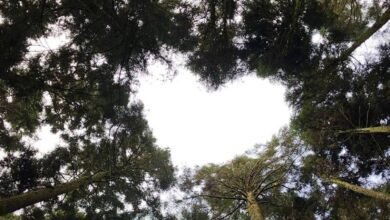 101257tdqwmw16xmqw0emw.jpg