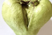 4870781_2_1.jpg