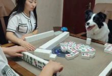 6986b22aafcfeaa1710869c16a8caee0.jpg