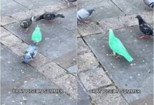 0807135o0y8kdor0krloow.jpg