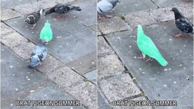 0807135o0y8kdor0krloow.jpg