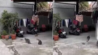 phpwrI2yi.jpg